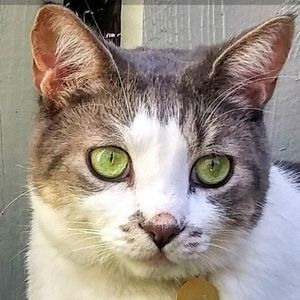 Meet your Posher, Peter